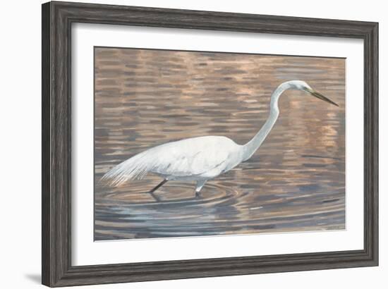 Wading Shore Bird-Norman Wyatt Jr.-Framed Art Print