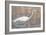 Wading Shore Bird-Norman Wyatt Jr.-Framed Art Print