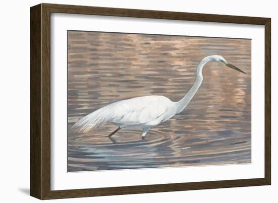 Wading Shore Bird-Norman Wyatt Jr.-Framed Art Print