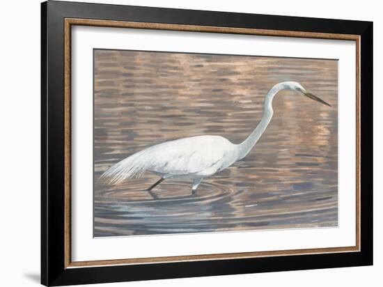 Wading Shore Bird-Norman Wyatt Jr.-Framed Art Print