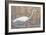 Wading Shore Bird-Norman Wyatt Jr.-Framed Art Print