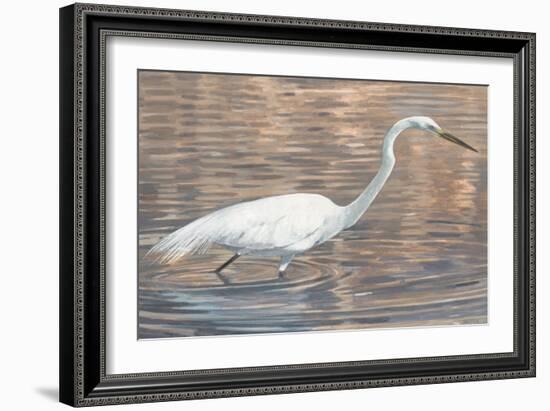 Wading Shore Bird-Norman Wyatt Jr.-Framed Art Print