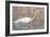 Wading Shore Bird-Norman Wyatt Jr.-Framed Art Print