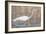 Wading Shore Bird-Norman Wyatt Jr.-Framed Art Print