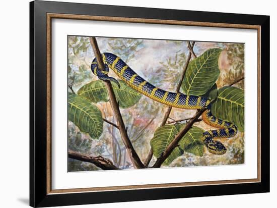 Wagler's Pit Viper or Temple Viper (Trimeresurus Wagleri), Viperidae-null-Framed Giclee Print