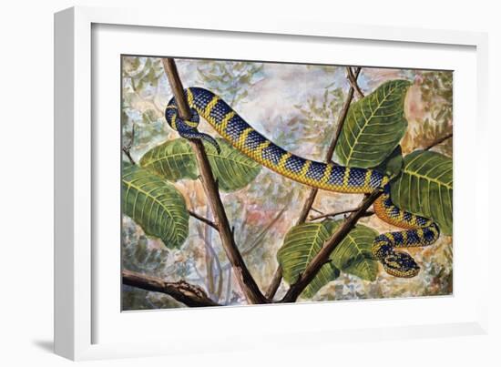 Wagler's Pit Viper or Temple Viper (Trimeresurus Wagleri), Viperidae-null-Framed Giclee Print