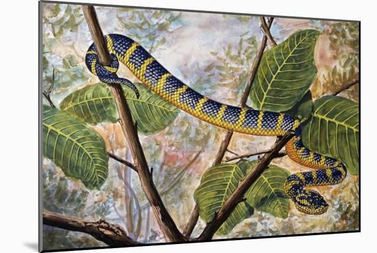 Wagler's Pit Viper or Temple Viper (Trimeresurus Wagleri), Viperidae-null-Mounted Giclee Print