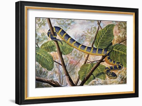 Wagler's Pit Viper or Temple Viper (Trimeresurus Wagleri), Viperidae-null-Framed Giclee Print