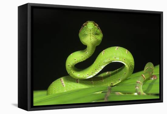 Wagler's Pit Viper (Tropidolaemus Wagleri) Resting in Vegetation. Danum Valley, Sabah, Borneo-Nick Garbutt-Framed Premier Image Canvas