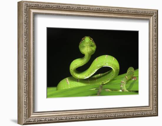 Wagler's Pit Viper (Tropidolaemus Wagleri) Resting in Vegetation. Danum Valley, Sabah, Borneo-Nick Garbutt-Framed Photographic Print