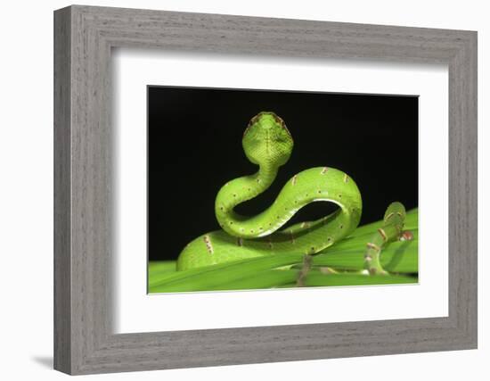 Wagler's Pit Viper (Tropidolaemus Wagleri) Resting in Vegetation. Danum Valley, Sabah, Borneo-Nick Garbutt-Framed Photographic Print