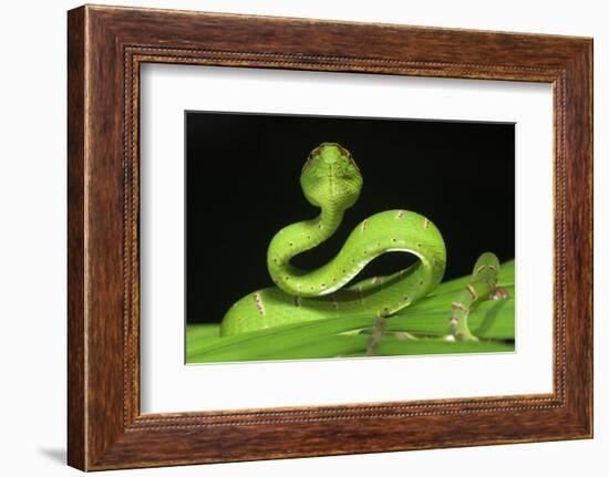 Wagler's Pit Viper (Tropidolaemus Wagleri) Resting in Vegetation. Danum Valley, Sabah, Borneo-Nick Garbutt-Framed Photographic Print