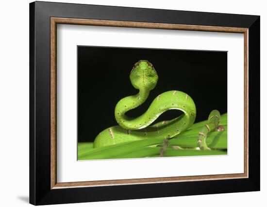 Wagler's Pit Viper (Tropidolaemus Wagleri) Resting in Vegetation. Danum Valley, Sabah, Borneo-Nick Garbutt-Framed Photographic Print