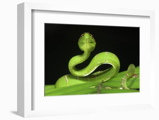 Wagler's Pit Viper (Tropidolaemus Wagleri) Resting in Vegetation. Danum Valley, Sabah, Borneo-Nick Garbutt-Framed Photographic Print