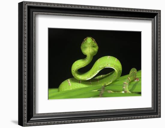 Wagler's Pit Viper (Tropidolaemus Wagleri) Resting in Vegetation. Danum Valley, Sabah, Borneo-Nick Garbutt-Framed Photographic Print