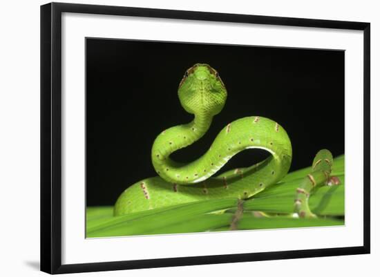 Wagler's Pit Viper (Tropidolaemus Wagleri) Resting in Vegetation. Danum Valley, Sabah, Borneo-Nick Garbutt-Framed Photographic Print