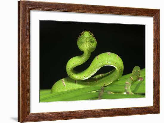 Wagler's Pit Viper (Tropidolaemus Wagleri) Resting in Vegetation. Danum Valley, Sabah, Borneo-Nick Garbutt-Framed Photographic Print