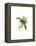 Wagler's Toucanet-John Gould-Framed Stretched Canvas