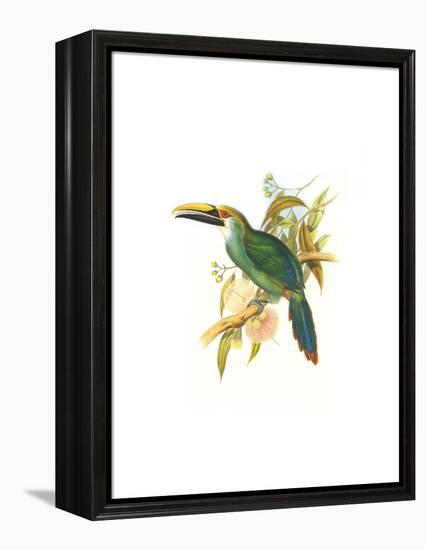 Wagler's Toucanet-John Gould-Framed Stretched Canvas