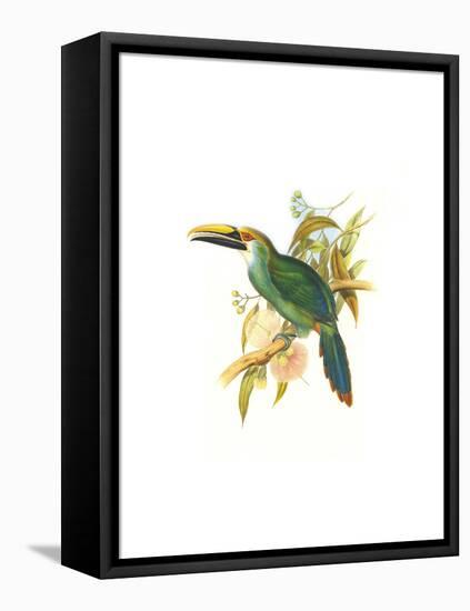 Wagler's Toucanet-John Gould-Framed Stretched Canvas