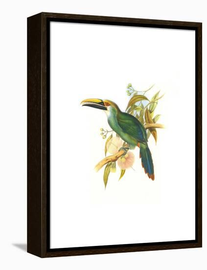 Wagler's Toucanet-John Gould-Framed Stretched Canvas