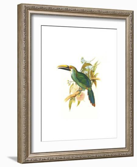 Wagler's Toucanet-John Gould-Framed Art Print