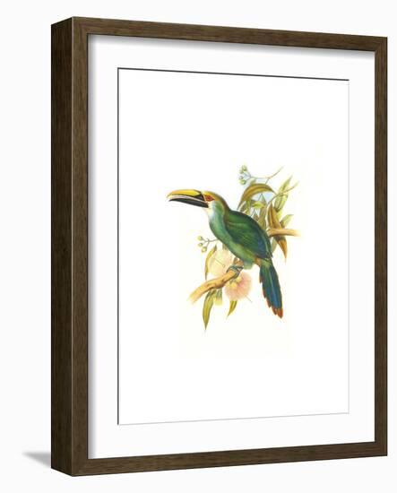 Wagler's Toucanet-John Gould-Framed Art Print