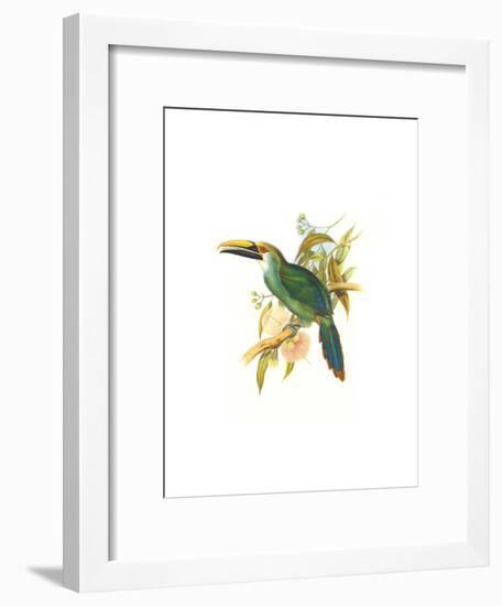 Wagler's Toucanet-John Gould-Framed Art Print