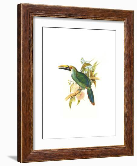 Wagler's Toucanet-John Gould-Framed Art Print