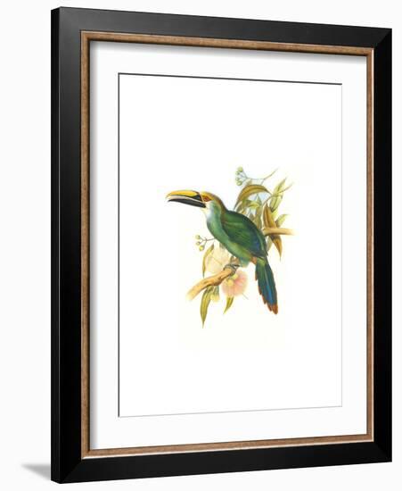 Wagler's Toucanet-John Gould-Framed Art Print