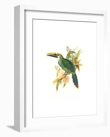 Wagler's Toucanet-John Gould-Framed Art Print