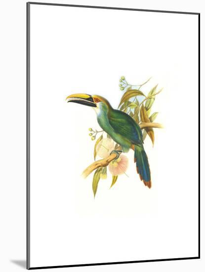 Wagler's Toucanet-John Gould-Mounted Art Print