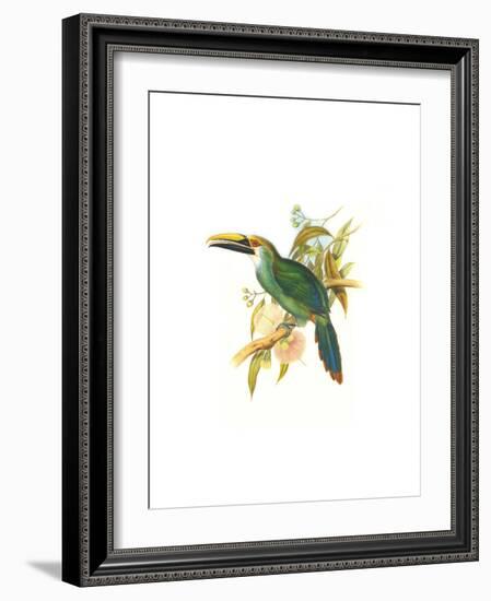 Wagler's Toucanet-John Gould-Framed Art Print