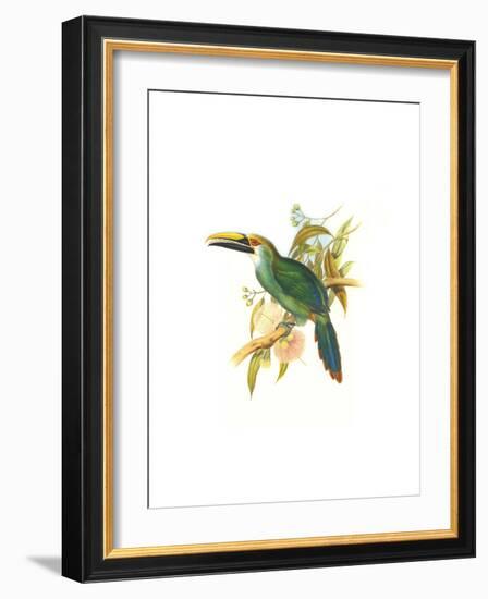 Wagler's Toucanet-John Gould-Framed Art Print