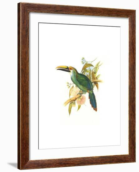 Wagler's Toucanet-John Gould-Framed Art Print