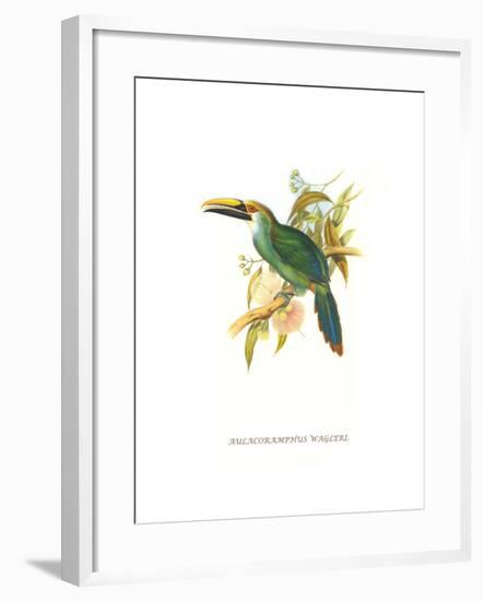 Wagler's Toucanet-John Gould-Framed Art Print