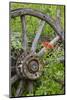 Wagon Wheel in Old Gold Town Barkersville, British Columbia, Canada-Michael DeFreitas-Mounted Photographic Print