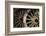 Wagon wheels at antiques store.-Larry Ditto-Framed Photographic Print