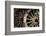 Wagon wheels at antiques store.-Larry Ditto-Framed Photographic Print