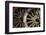 Wagon wheels at antiques store.-Larry Ditto-Framed Photographic Print