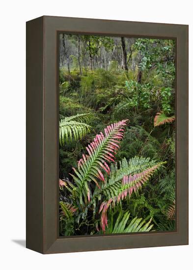 Waipoua Forest, North Island, New Zealand-David Noyes-Framed Premier Image Canvas