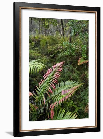 Waipoua Forest, North Island, New Zealand-David Noyes-Framed Photographic Print