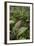 Waipoua Forest, North Island, New Zealand-David Noyes-Framed Photographic Print