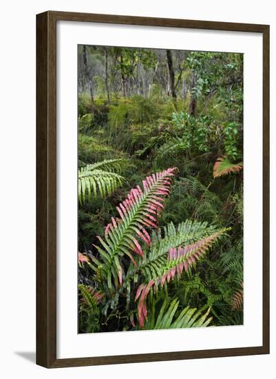 Waipoua Forest, North Island, New Zealand-David Noyes-Framed Photographic Print