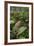 Waipoua Forest, North Island, New Zealand-David Noyes-Framed Photographic Print