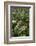 Waipoua Forest, North Island, New Zealand-David Noyes-Framed Photographic Print