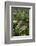 Waipoua Forest, North Island, New Zealand-David Noyes-Framed Photographic Print