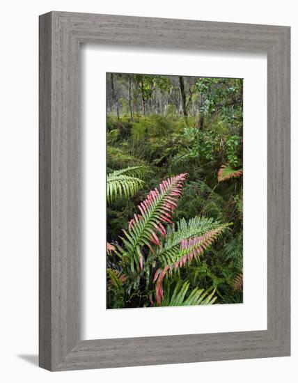 Waipoua Forest, North Island, New Zealand-David Noyes-Framed Photographic Print