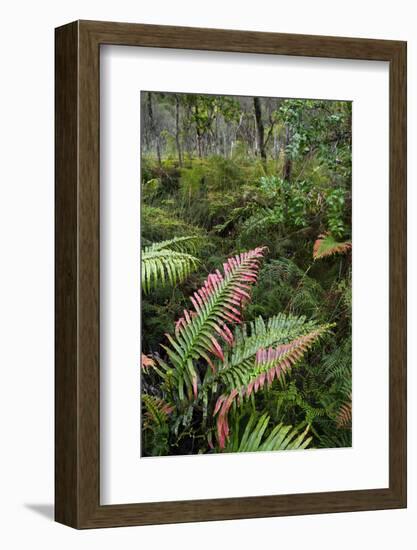 Waipoua Forest, North Island, New Zealand-David Noyes-Framed Photographic Print