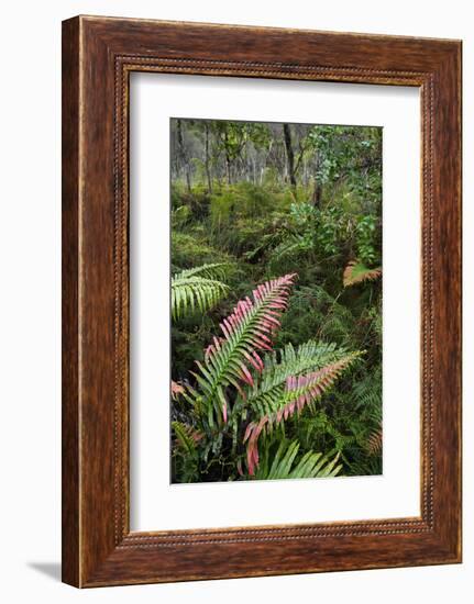 Waipoua Forest, North Island, New Zealand-David Noyes-Framed Photographic Print